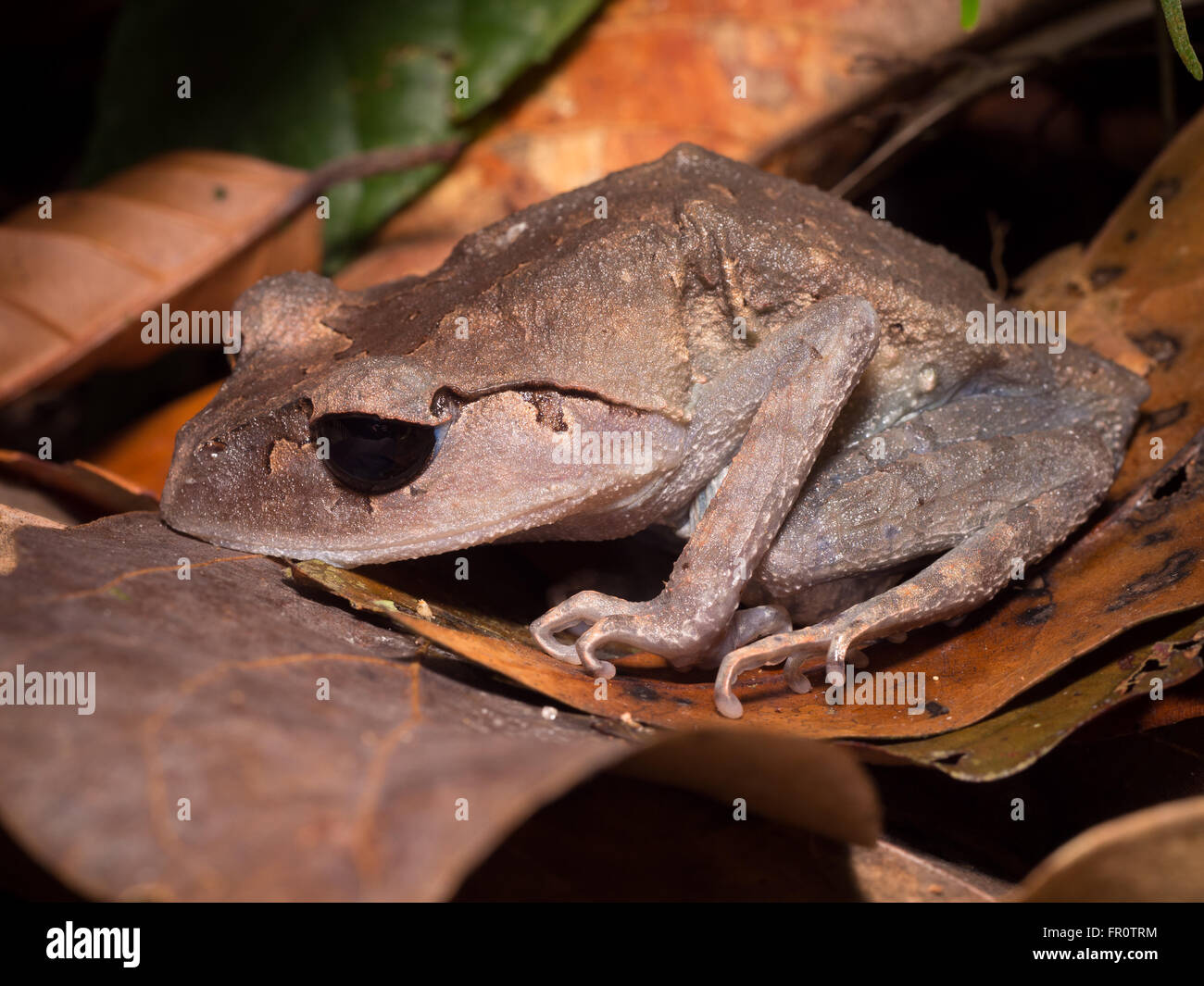 Lowland Litter Frog (Leptobrachium abbotti) Tawau Hills Park, Borneo, Malaysia Stock Photo