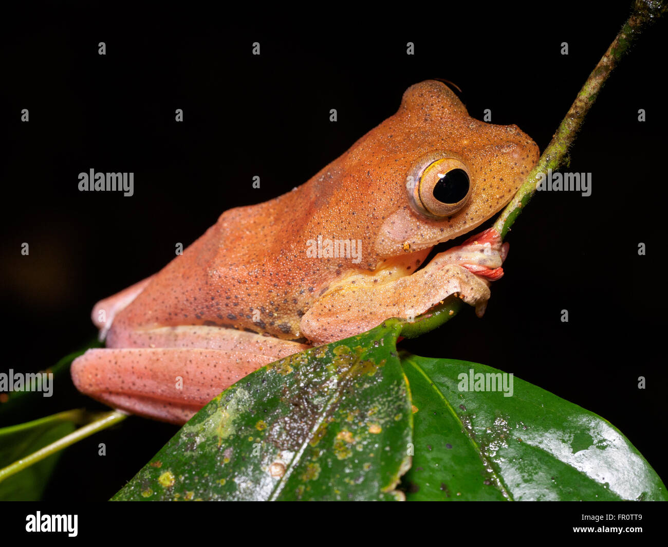 Halrequin Flying Frog (Rhacophorus pardalis) Tawau Hills Park, Borneo, Malaysia Stock Photo