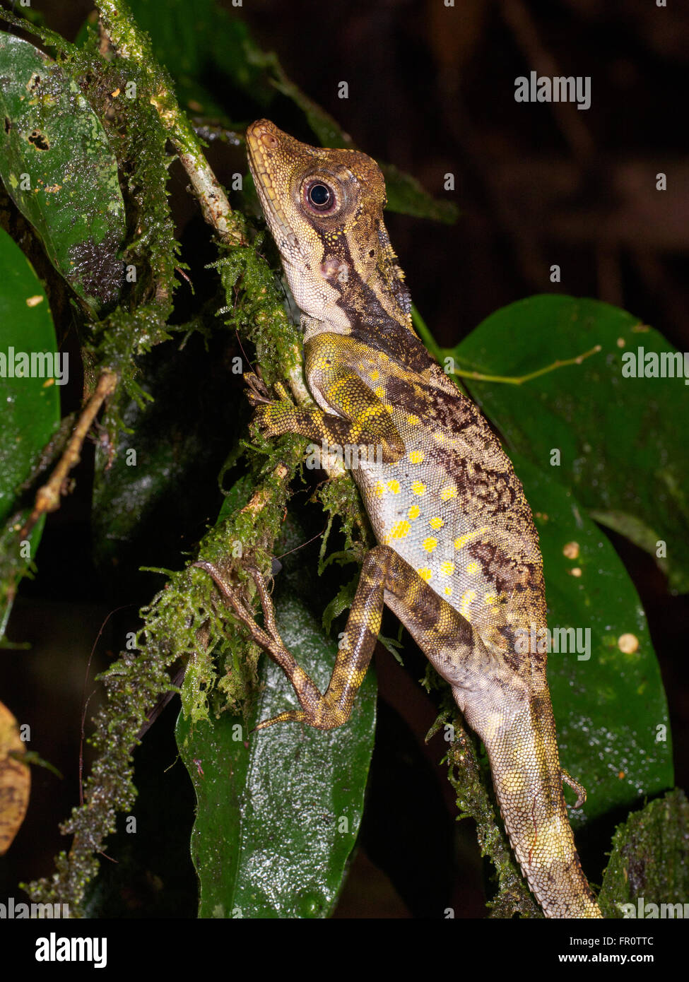 Great Anglehead Lizard (Gonocephalus grandis), Tawau Hills Park, Borneo Stock Photo