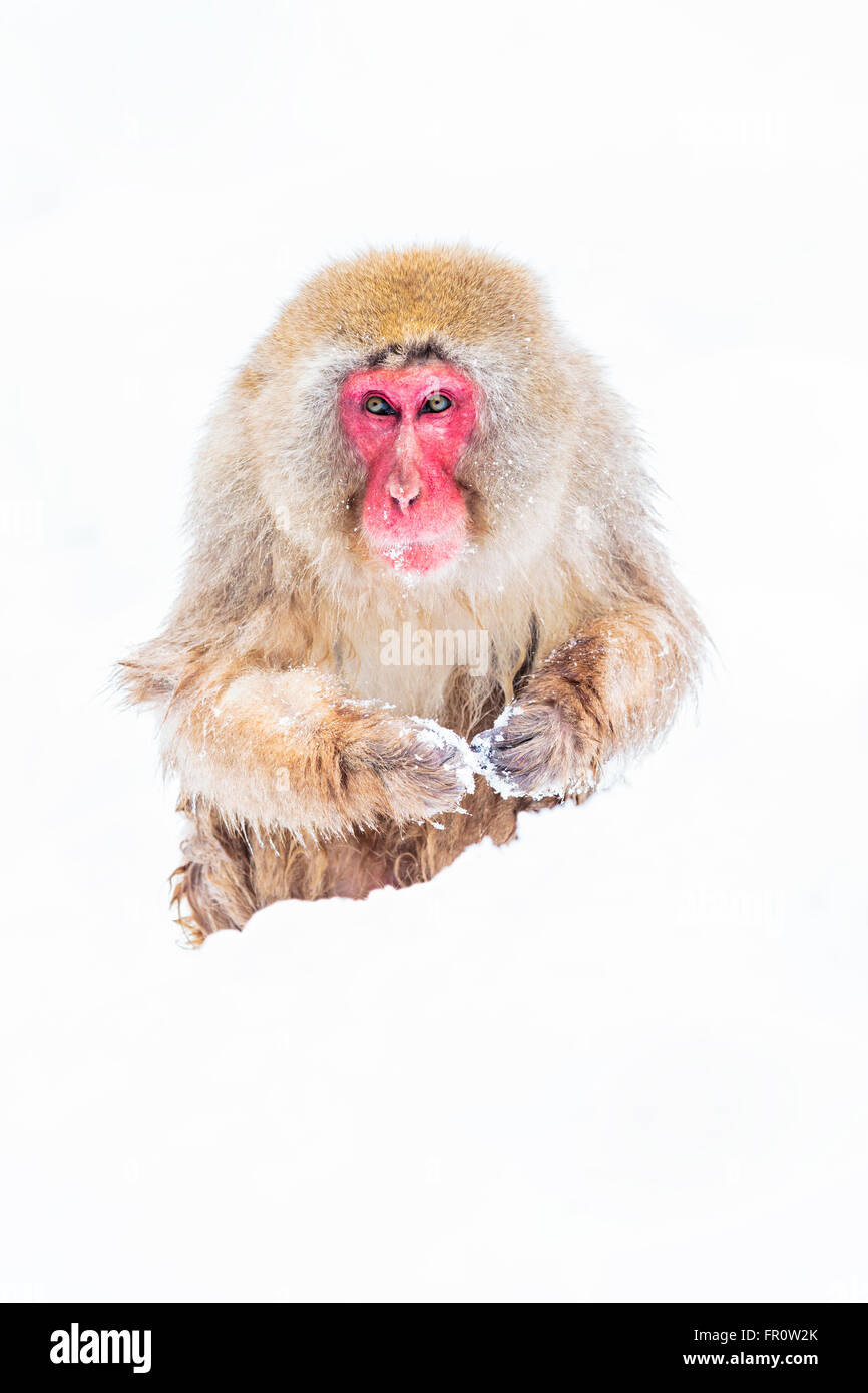 Monkey Cut Out Stock Images & Pictures - Alamy