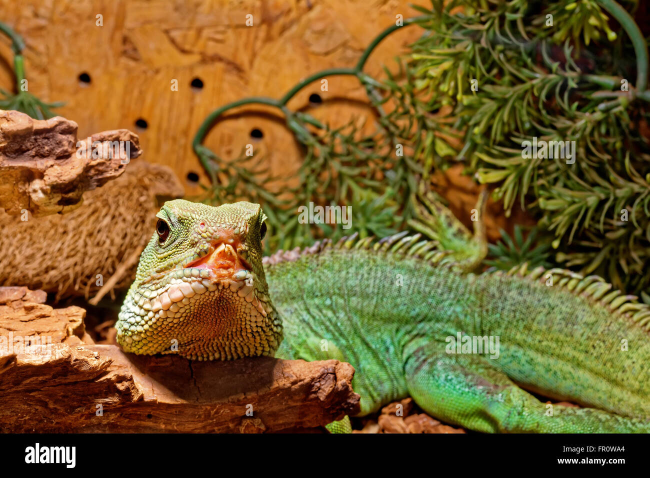 reptile in the terrarium Chinese water dragon Stock Photo Alamy