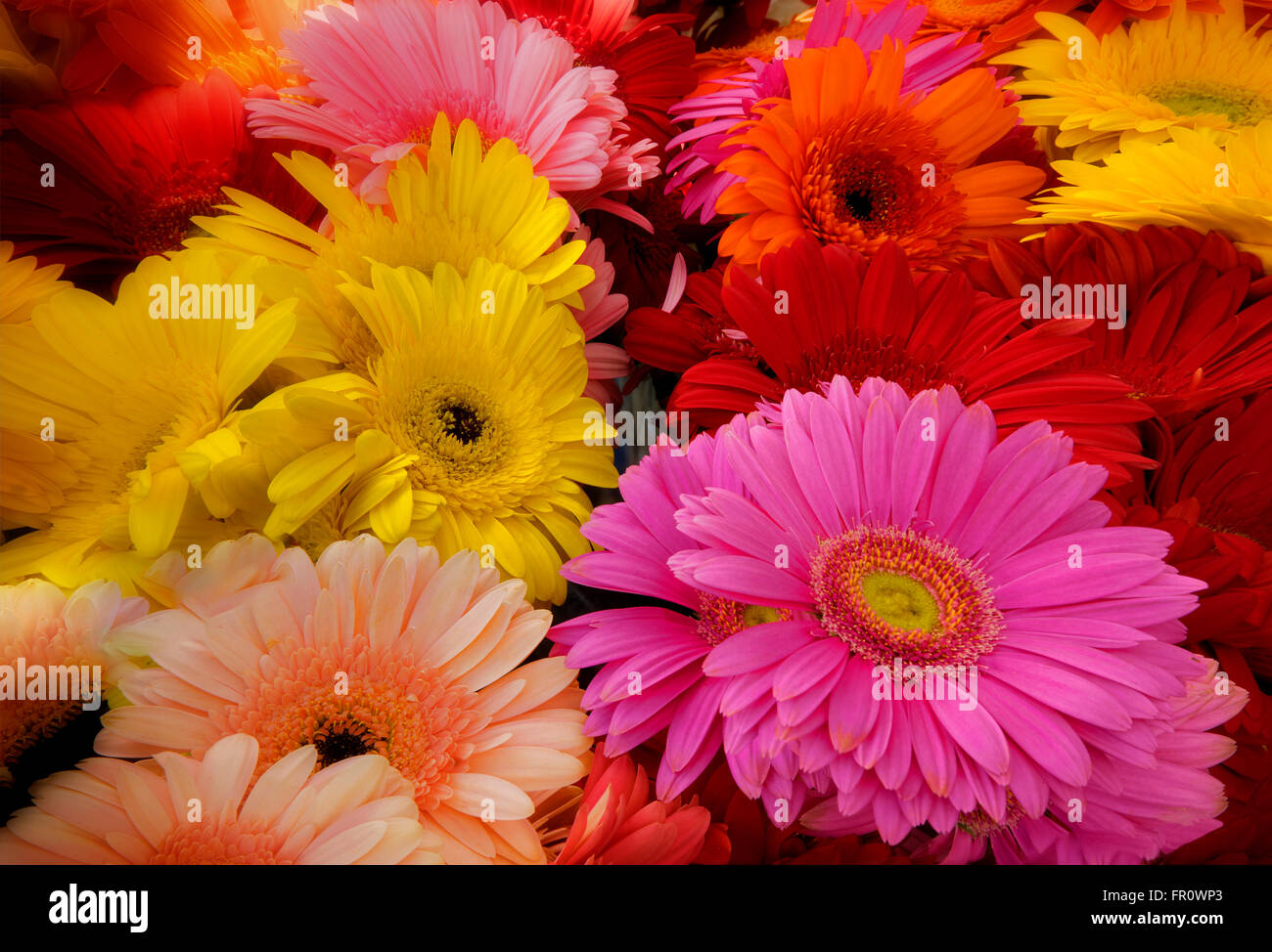 Mixture of Gerbera flowers at a farmers market in Los Angeles, California Stock Photo