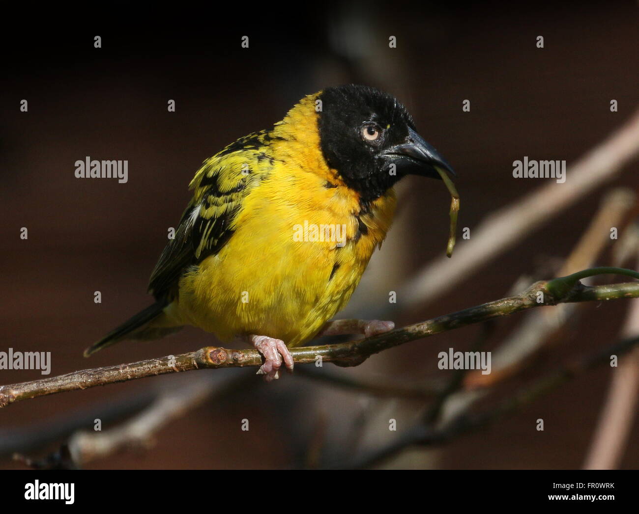 Male African Village Weaver bird (Ploceus cucullatus) collecting nest material. A.k.a. Black-headed or Spotted-backed weaver Stock Photo