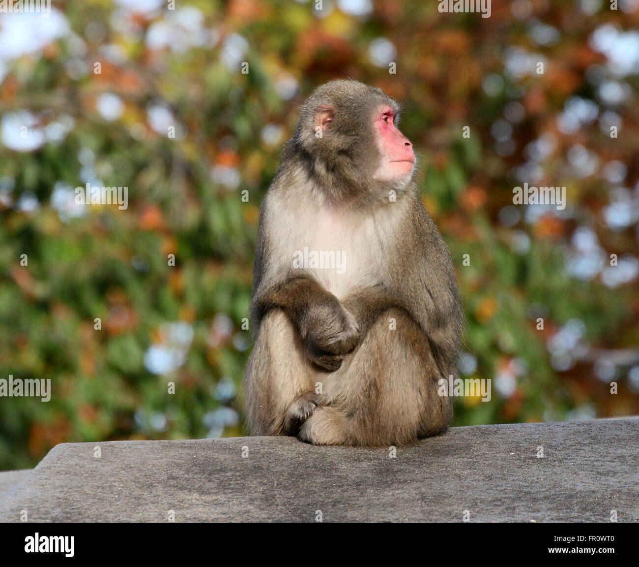 Japanese macaque or Snow monkey (Macaca fuscata) at Amsterdam Artis Zoo, The Netherlands Stock Photo
