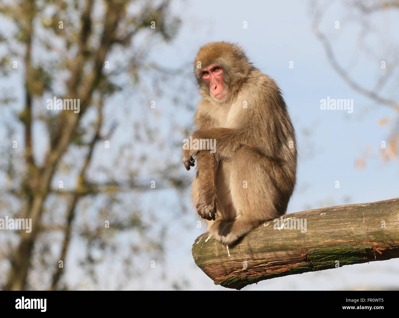 Japanese macaque or Snow monkey (Macaca fuscata) posing on a branch Stock Photo