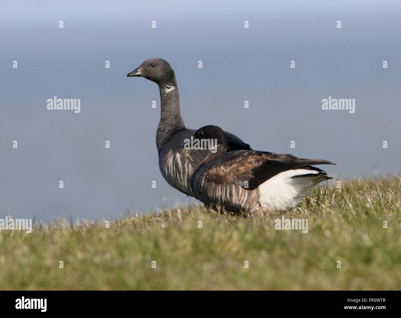 Pair of Dark-bellied Brant Geese (Branta bernicla) in close-up while foraging on a Wadden Sea dike, Northern Netherlands Stock Photo