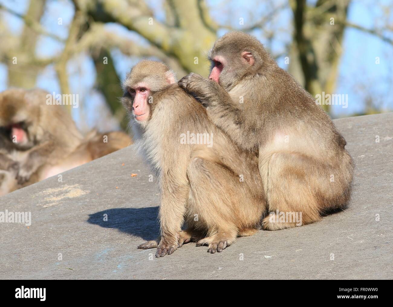 Pair of Japanese macaques or Snow monkeys (Macaca fuscata) grooming each other Stock Photo
