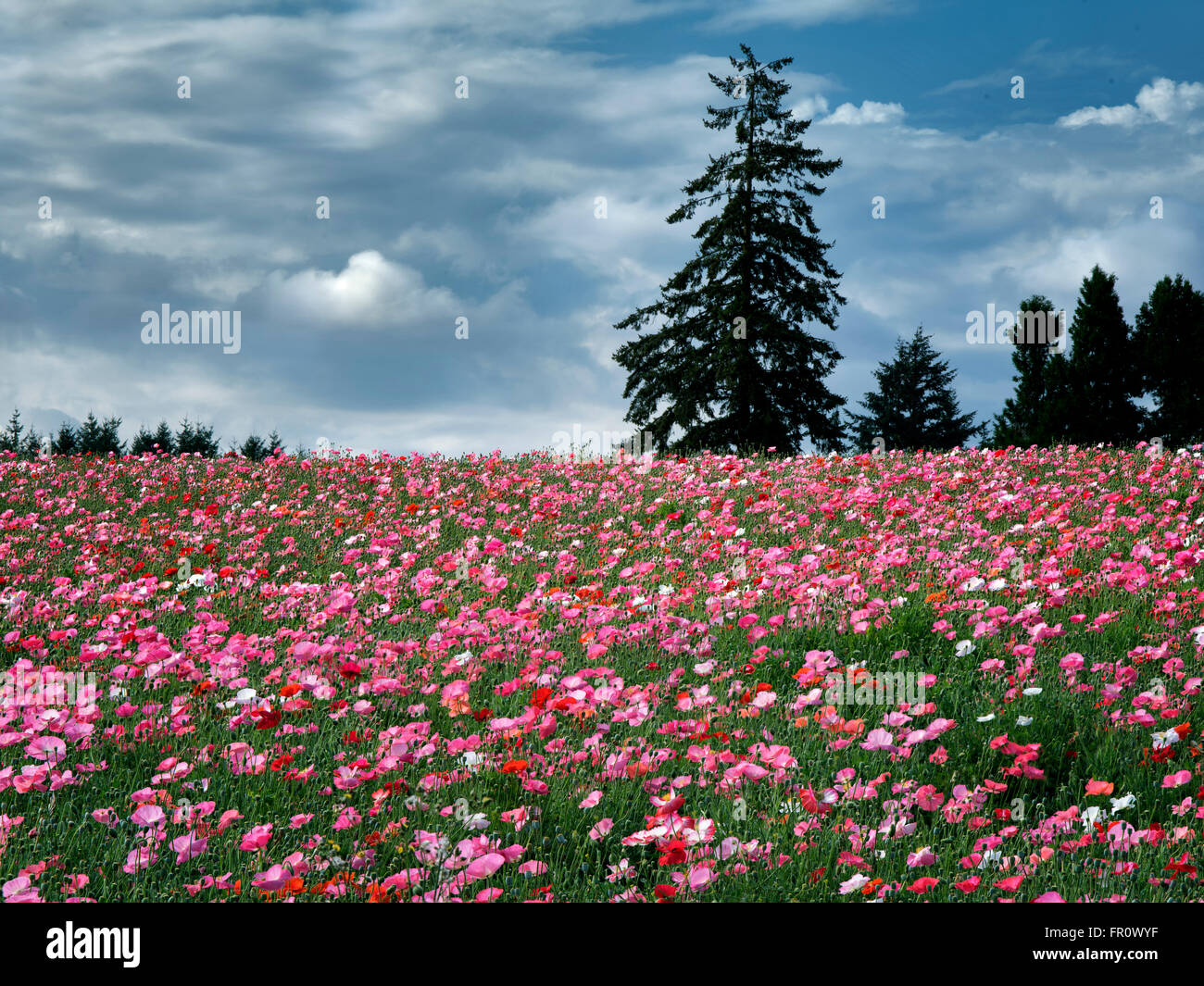 Poppy field grown for seed. Near Silverton, Oregon Stock Photo