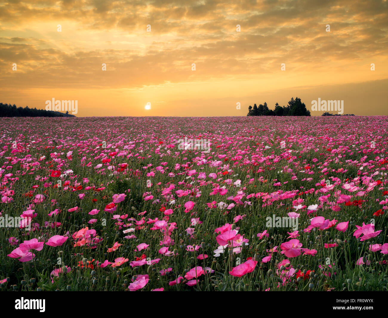 Poppy field grown for seed. Near Silverton, Oregon Stock Photo