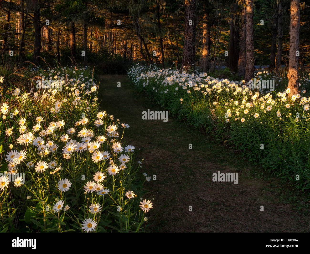 Daisy flowers on path at Shore Acres State Park, Oregon Stock Photo