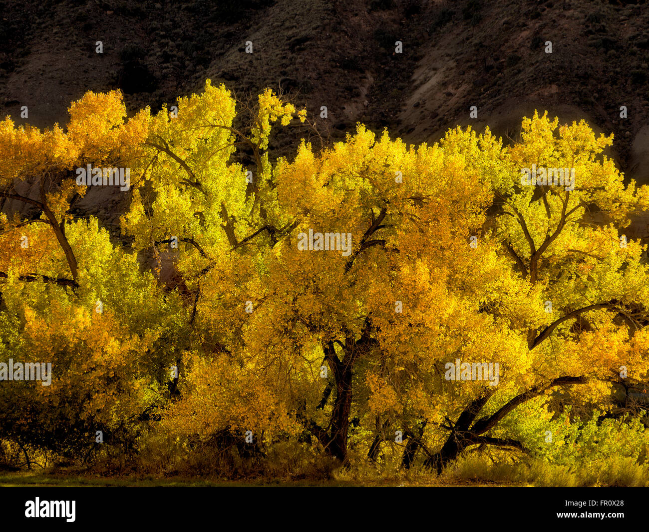 Cottonwood trees in fall color. Capital Reef National Park, Utah Stock Photo