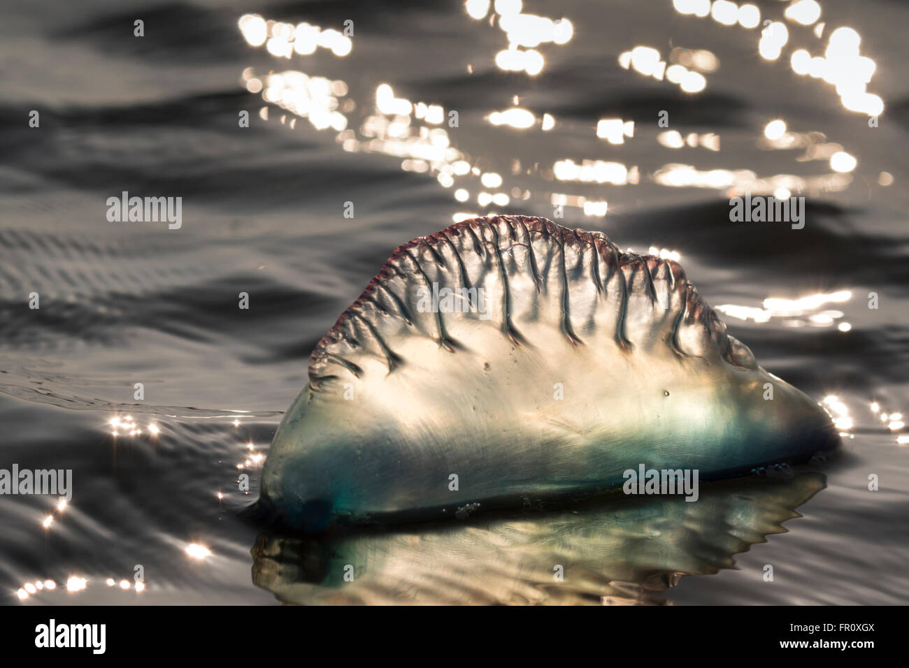 Atlantic Portuguese man o' war (Physalia physalis) floating in the ocean at sunset, Galveston, Texas, USA Stock Photo