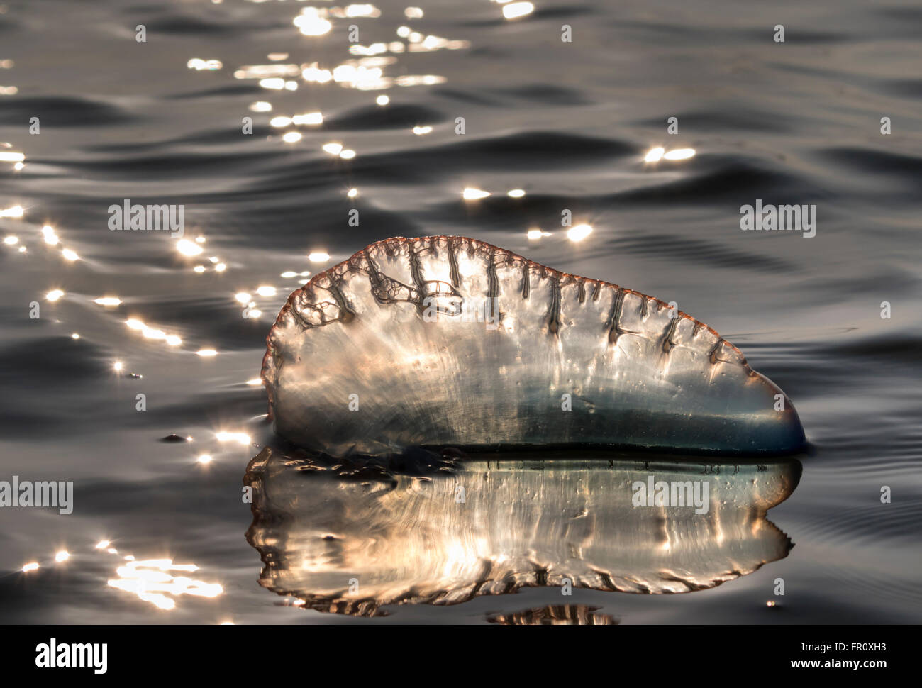 Atlantic Portuguese man o' war (Physalia physalis) floating in the ocean at sunset, Galveston, Texas, USA Stock Photo
