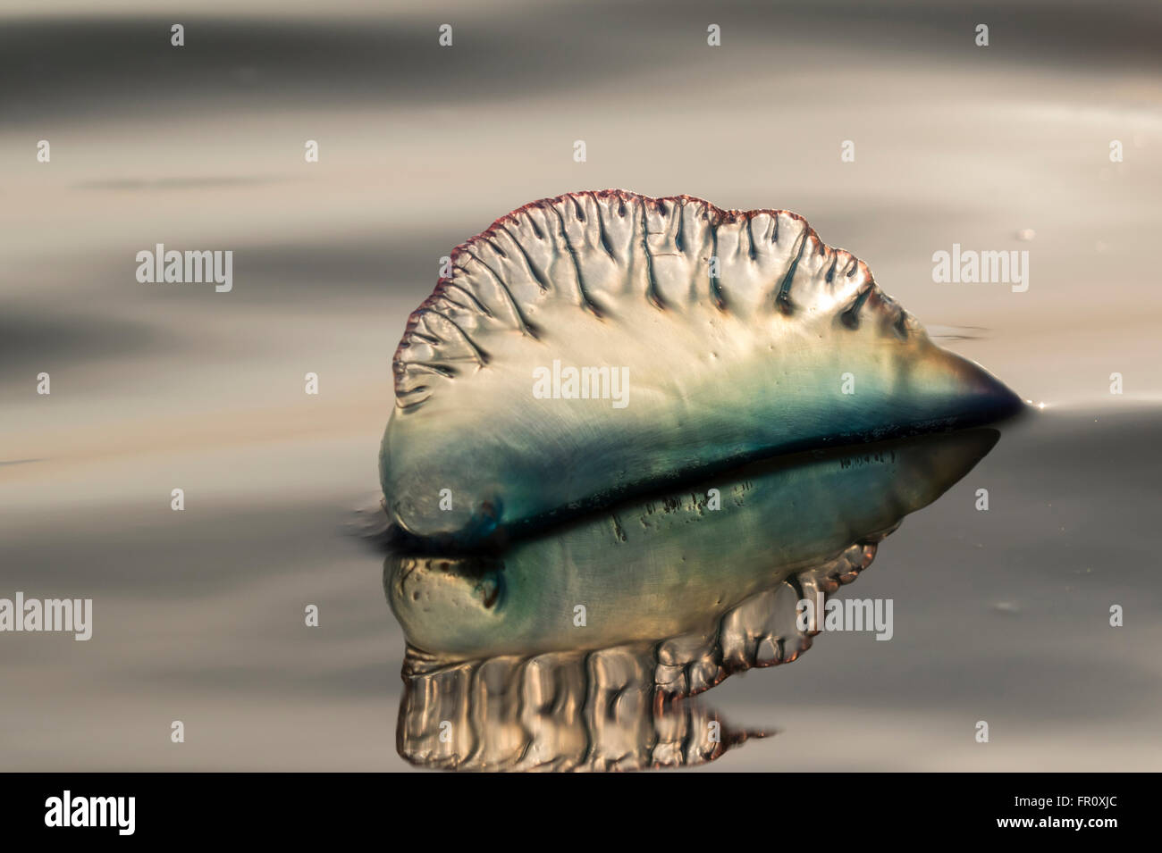 Portuguese men hi-res stock photography and images - Alamy