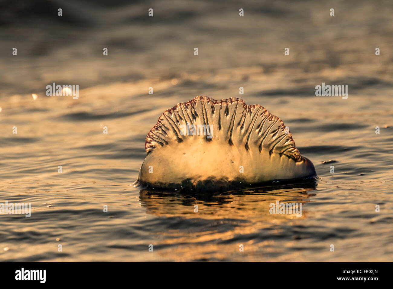 Atlantic Portuguese man o' war (Physalia physalis) floating in the