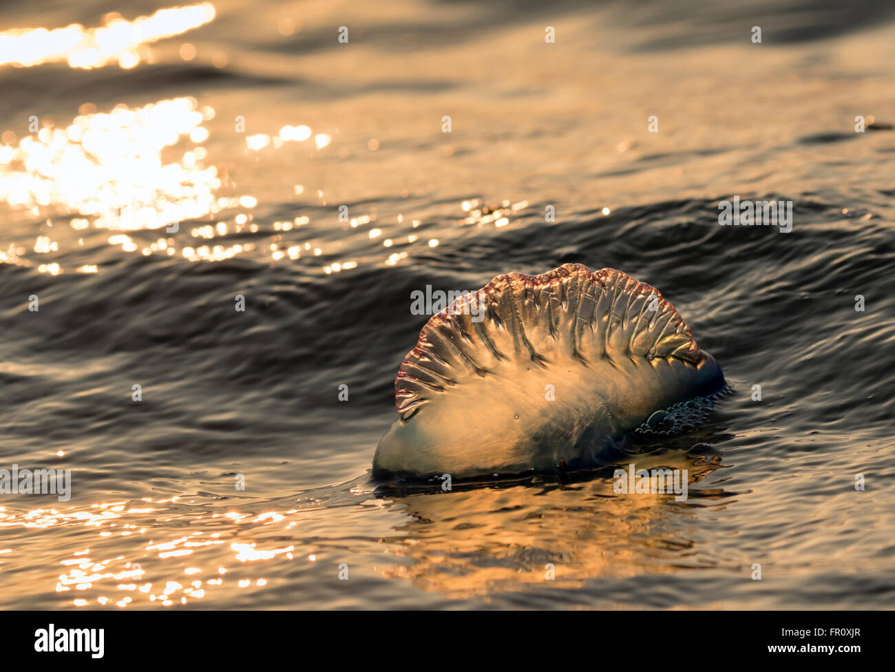 Atlantic Portuguese man o' war (Physalia physalis) floating in the ocean at sunset, Galveston, Texas, USA Stock Photo