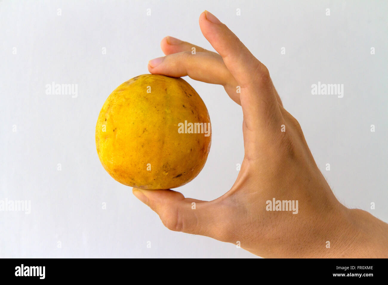 A whole guava fruit held in the hand of a young woman, isolated on white. Stock Photo