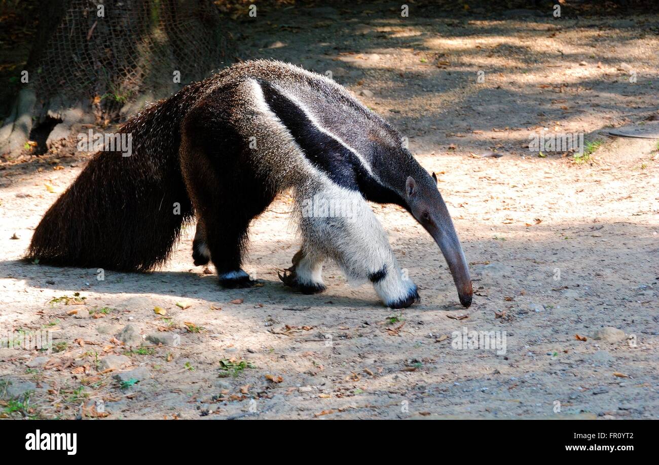 Ant-eater Stock Photo