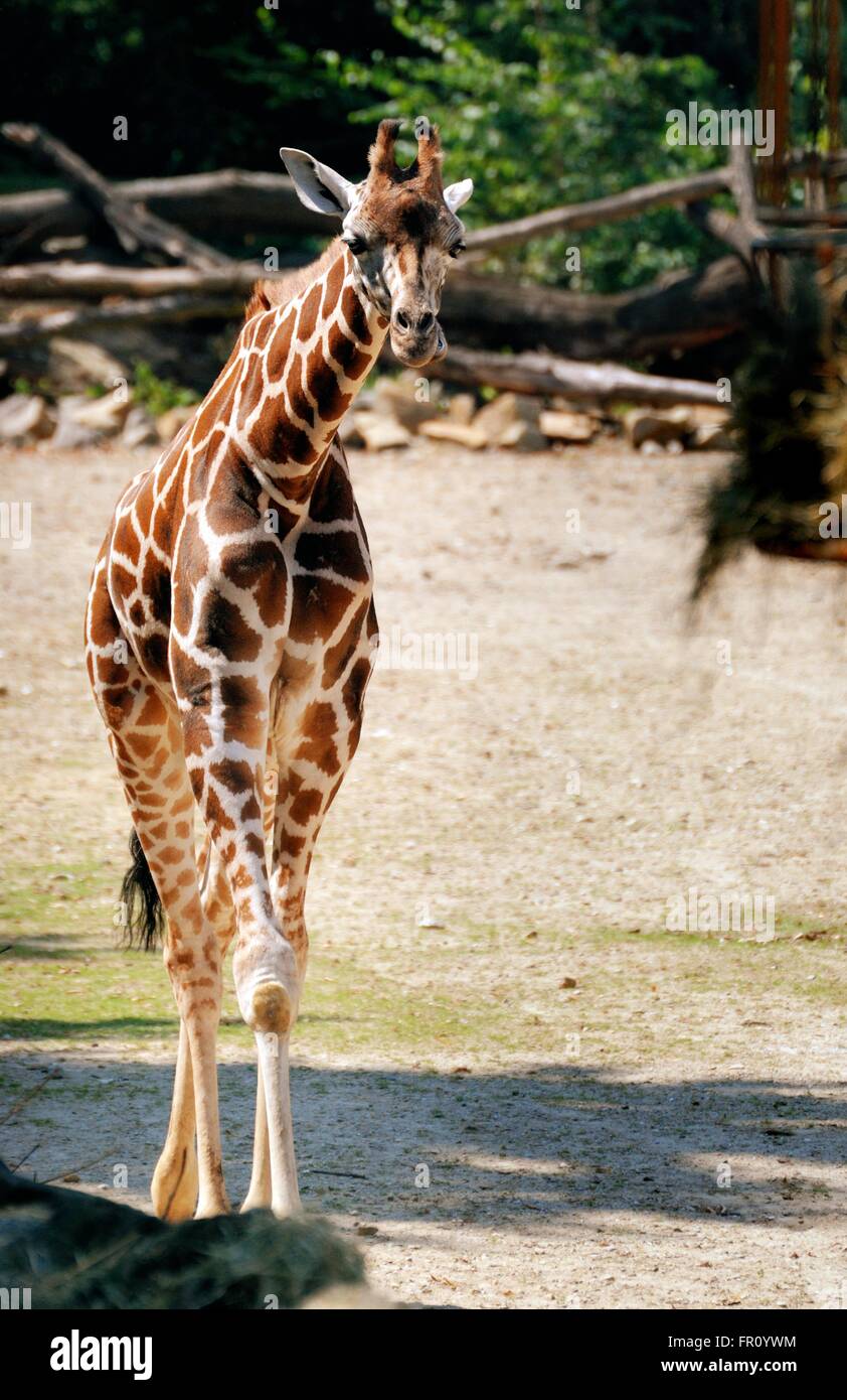 Rothschild Giraffe, Giraffa camelopardalis rothschildi Stock Photo - Alamy