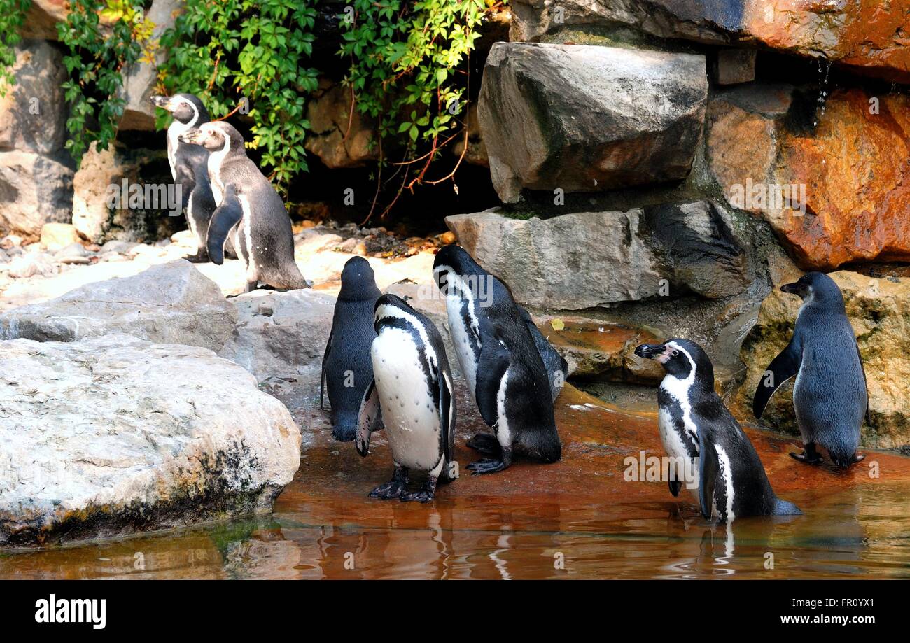 Group of Penguin Stock Photo Alamy