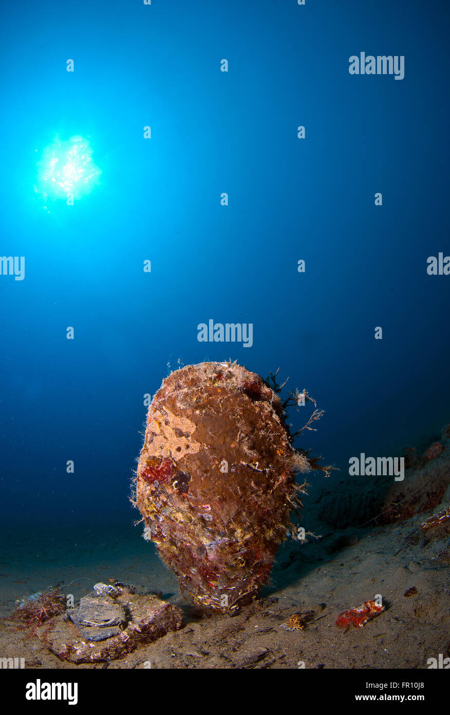 Giant shell immersed in the sand under the sea Stock Photo - Alamy