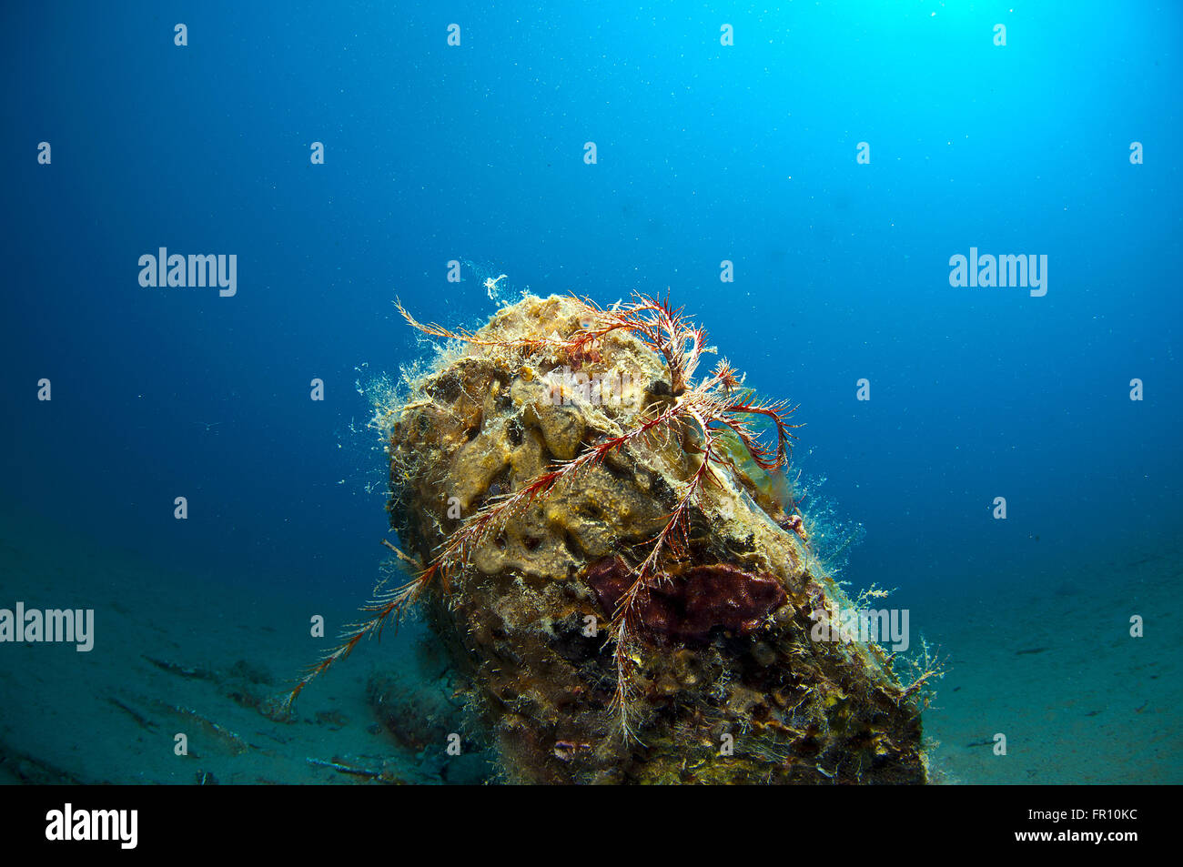 Giant shell immersed in the sand under the sea Stock Photo