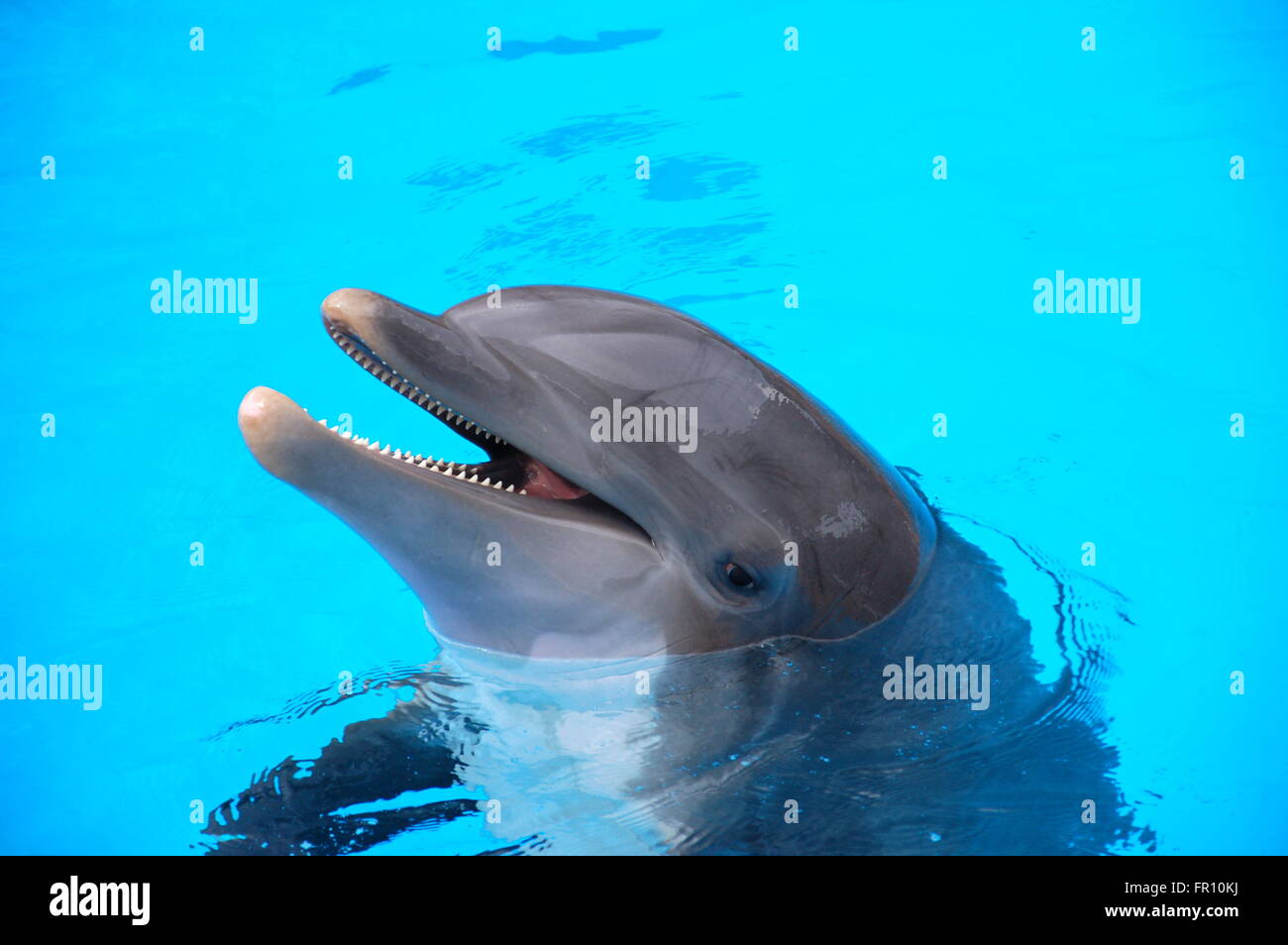 Smiling bottlenose dolphin on Tenerife, Canary Islands, Spain Stock Photo