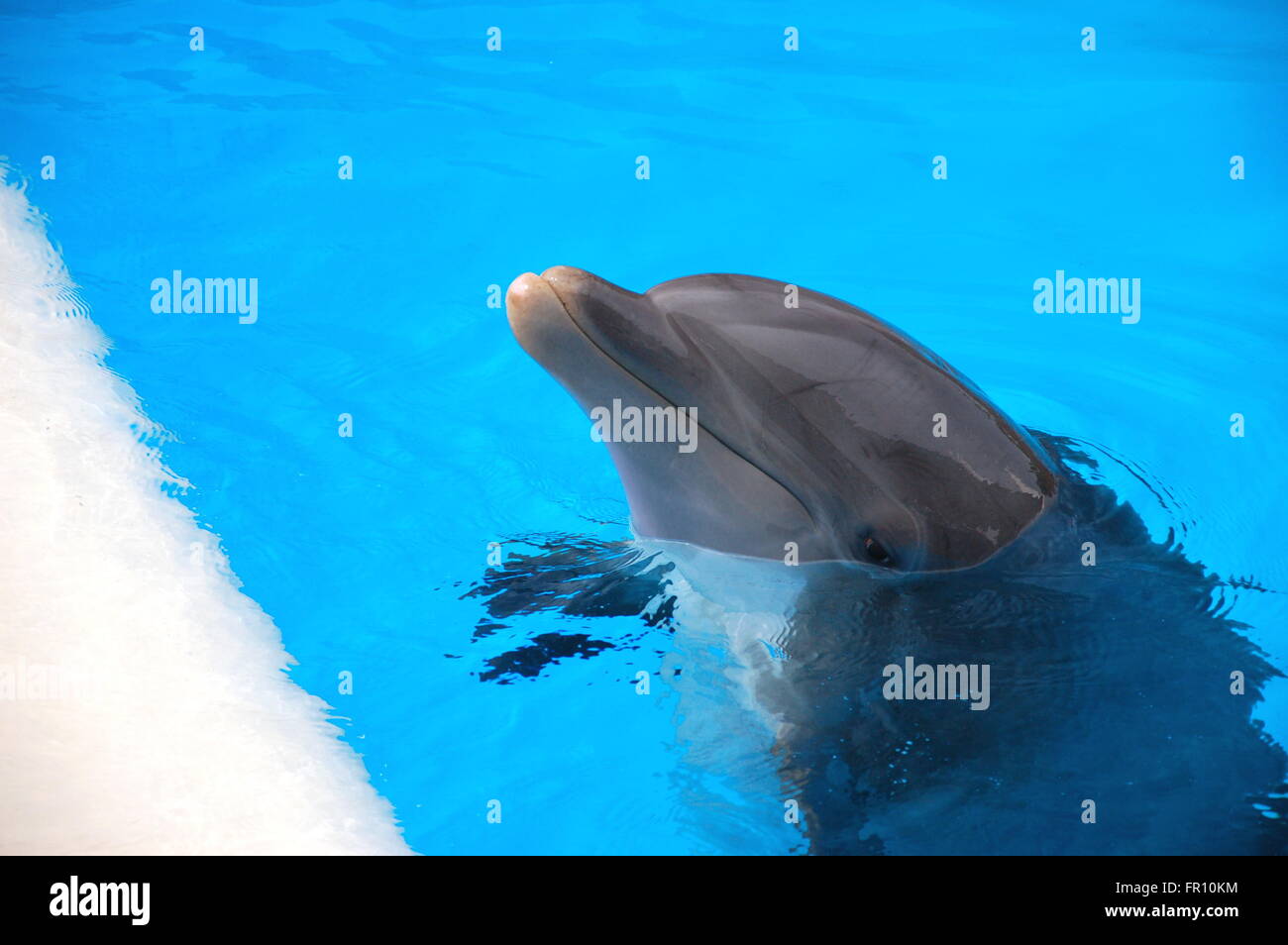Smiling bottlenose dolphin on Tenerife, Canary Islands, Spain Stock Photo