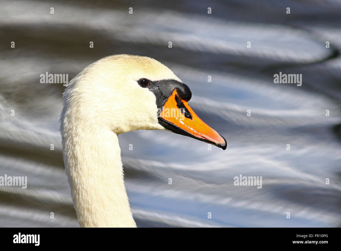 Bright portrait of a mute swan with blurred water reflections in the background Stock Photo