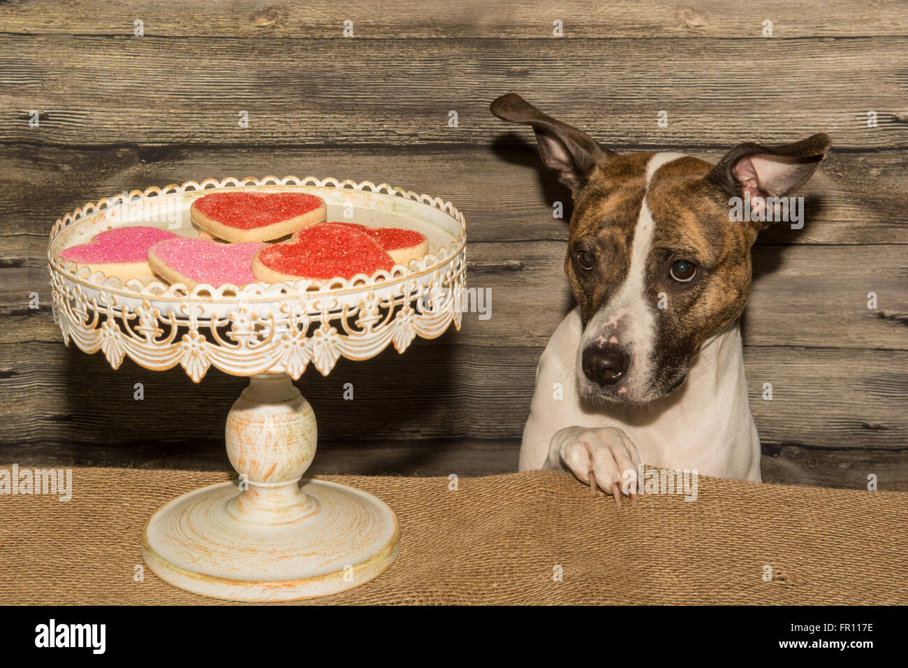 Dog Begging For Holiday Cookies Stock Photo Alamy