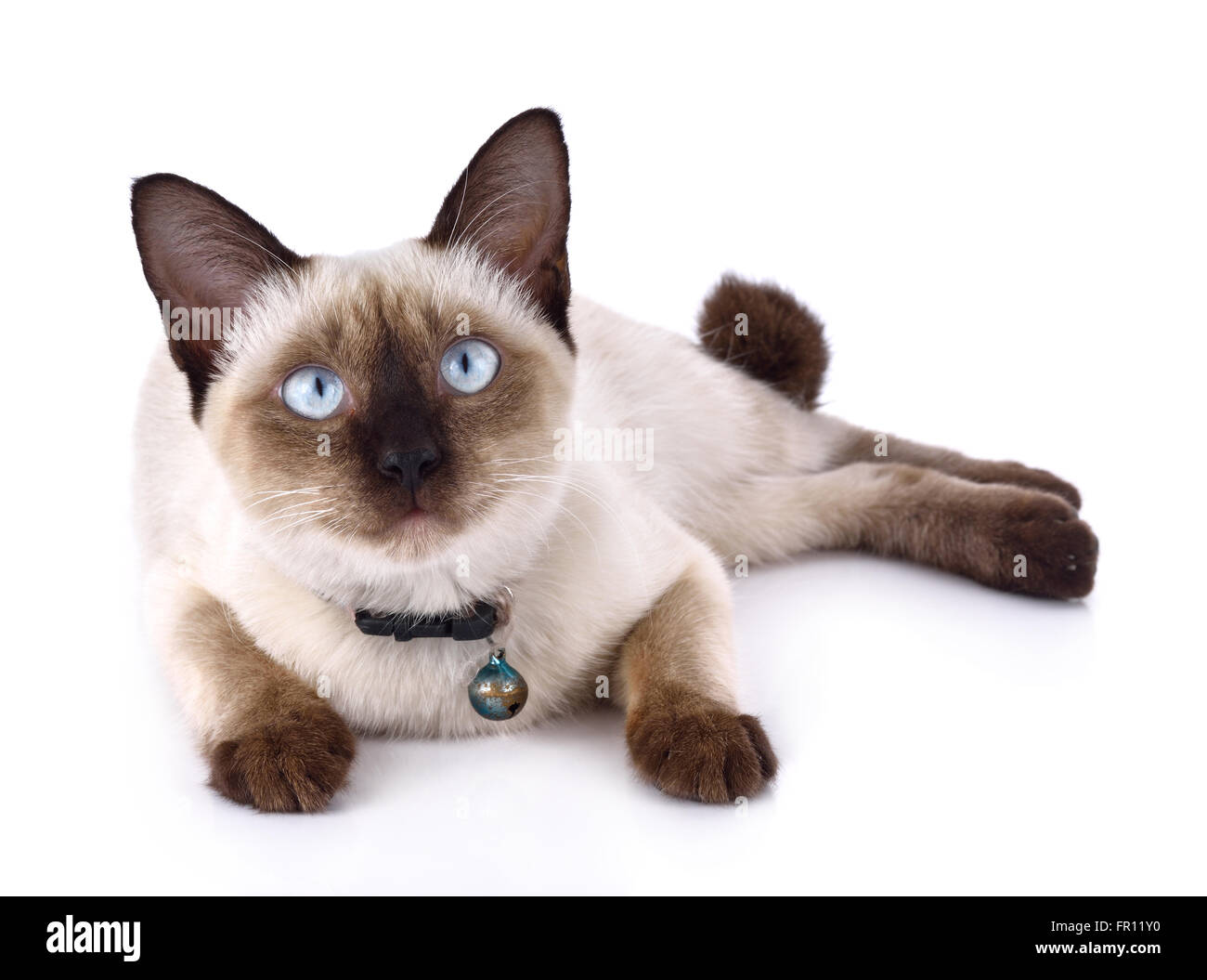 a thai cat is a traditional or old-style siamese cat Stock Photo