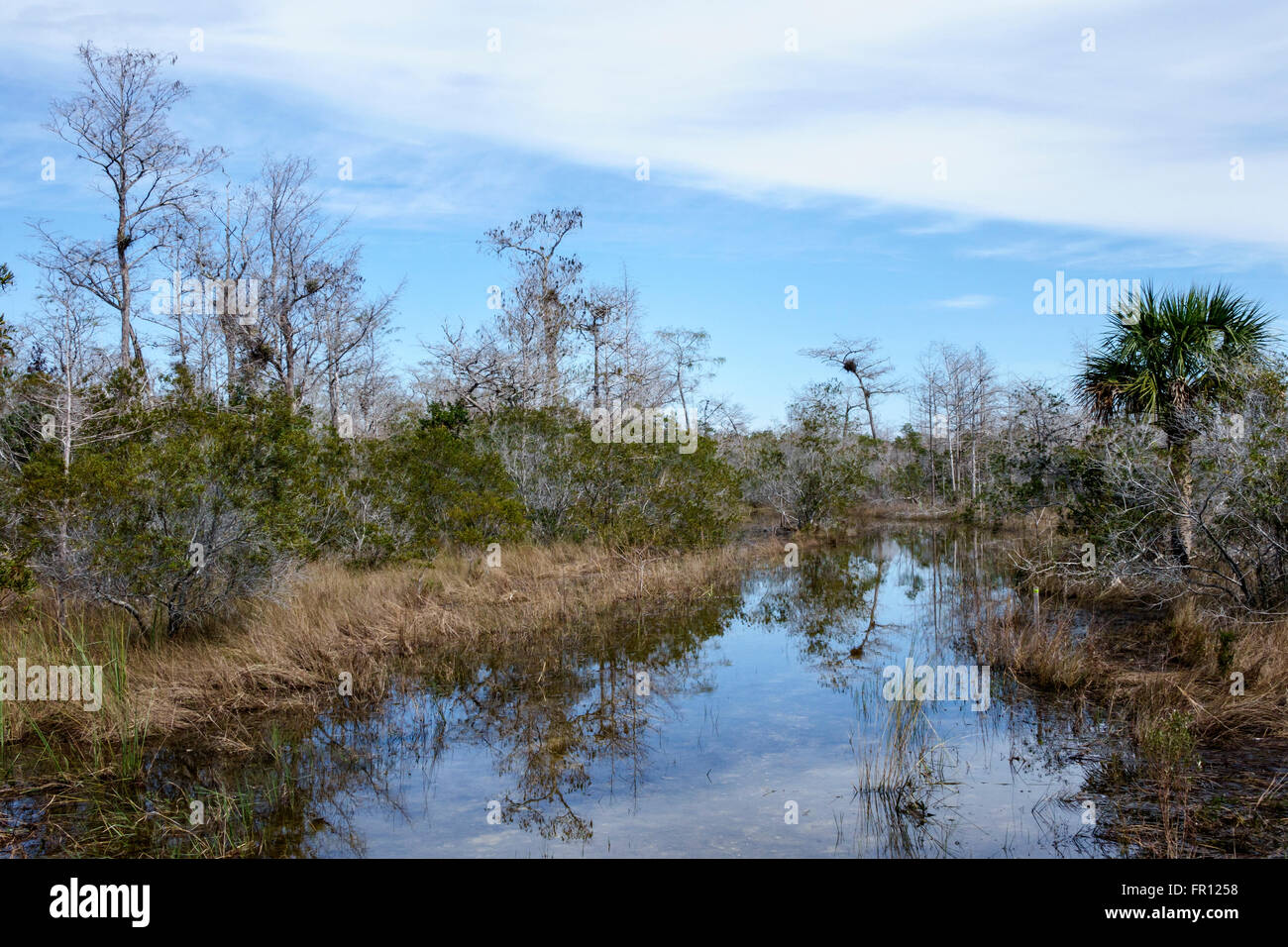Florida,South,FL,Everglades,Tamiami Trail,Big Cypress National Preserve