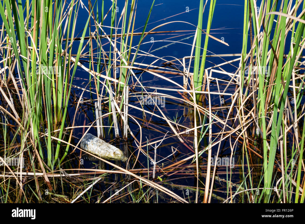 Florida Everglades,Ochopee,Tamiami Trail,Big Cypress National Preserve Park,sawgrass,water,litter,trash,pollution,plastic bottle,FL160209027 Stock Photo