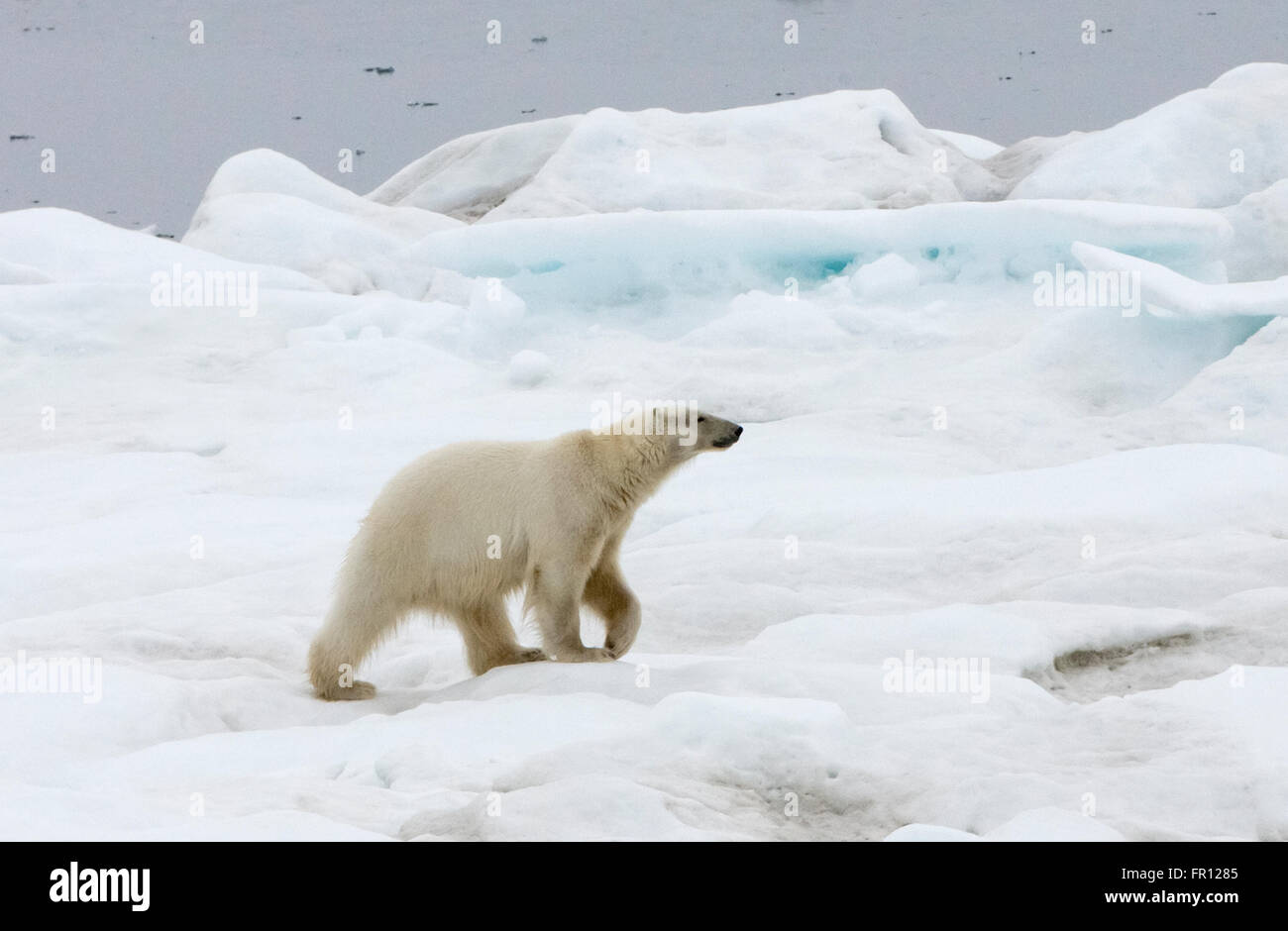 Polar Bear on ice, Bering Sea, Russia Far East Stock Photo