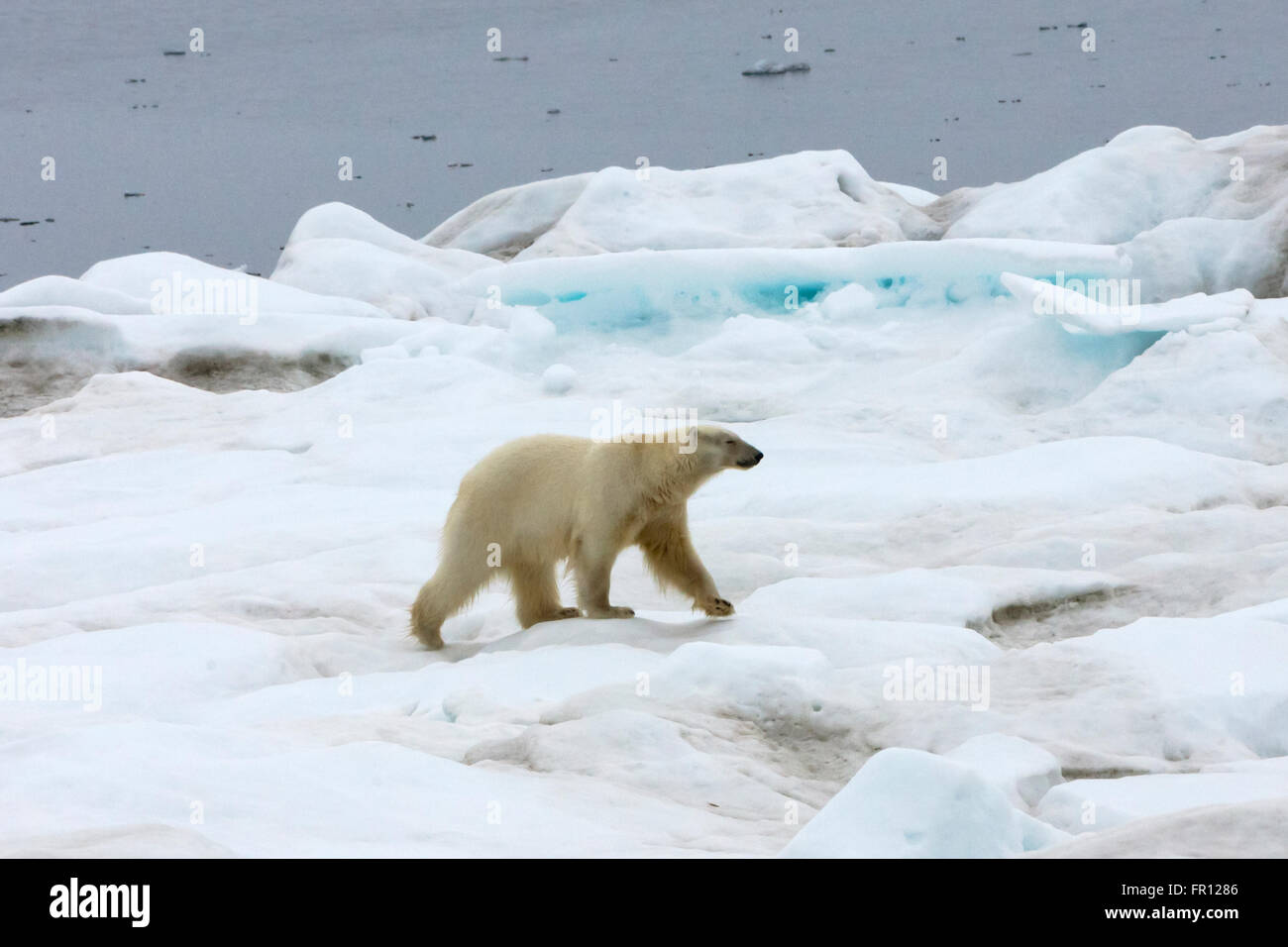 Polar Bear on ice, Bering Sea, Russia Far East Stock Photo