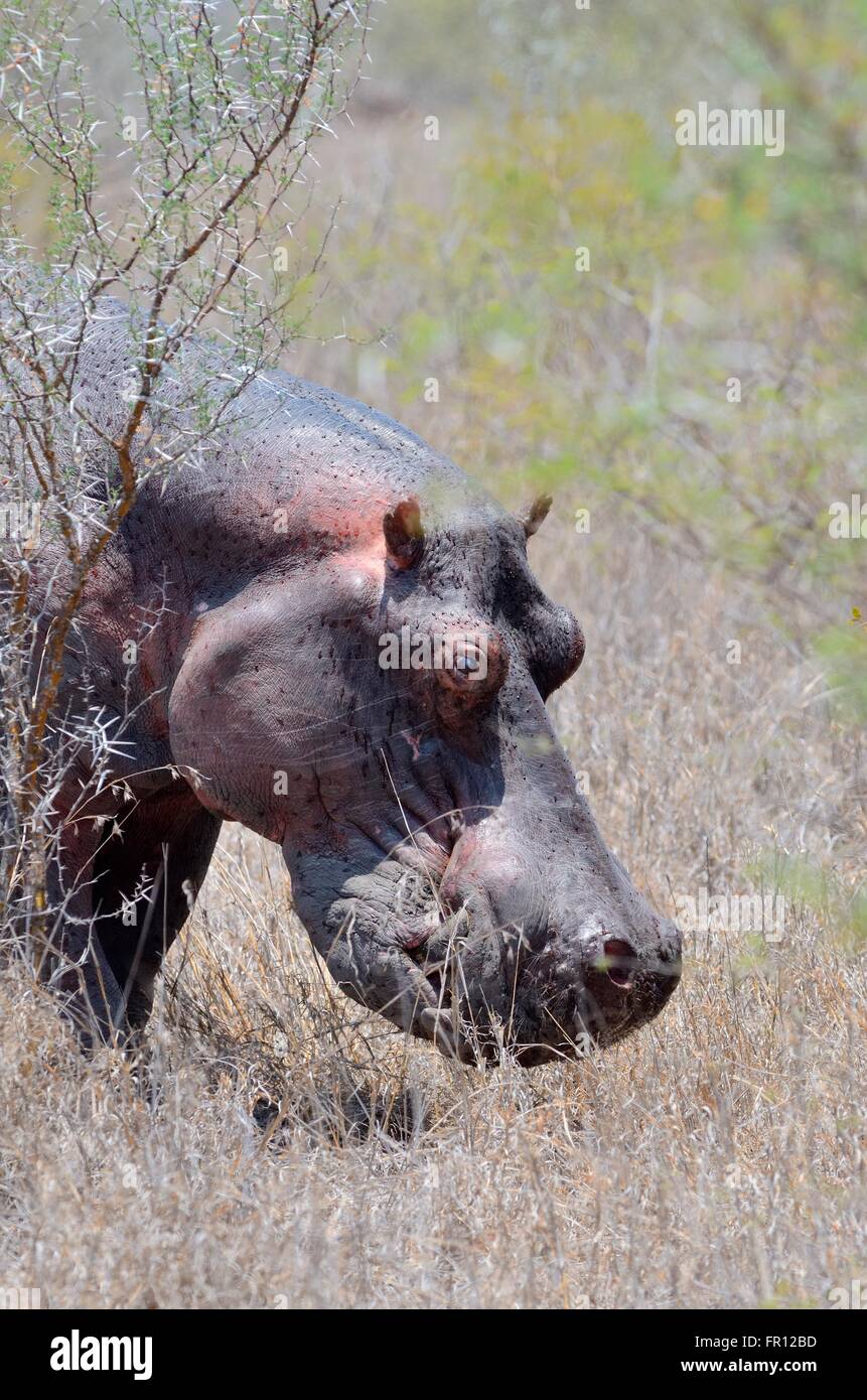 Adult hippopotamus amphibius hi-res stock photography and images - Alamy