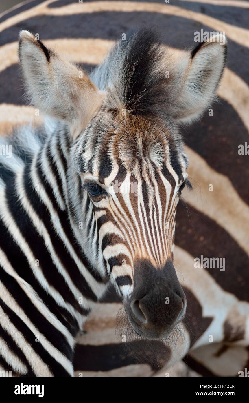 Burchell's zebra or Plains zebra (Equus quagga), foal, portrait, Kruger