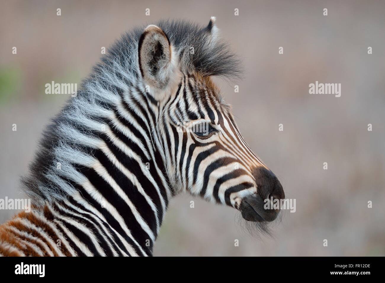Burchell's zebra or Plains zebra (Equus quagga), foal, portrait, Kruger