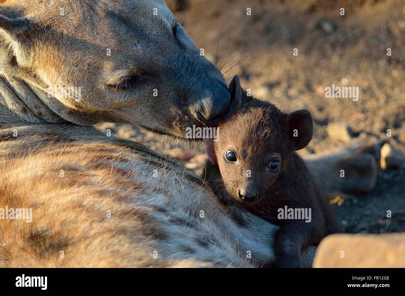 Spotted hyenas (Crocuta crocuta), adult female licking young male, in the morning light, Kruger National Park, South Africa Stock Photo