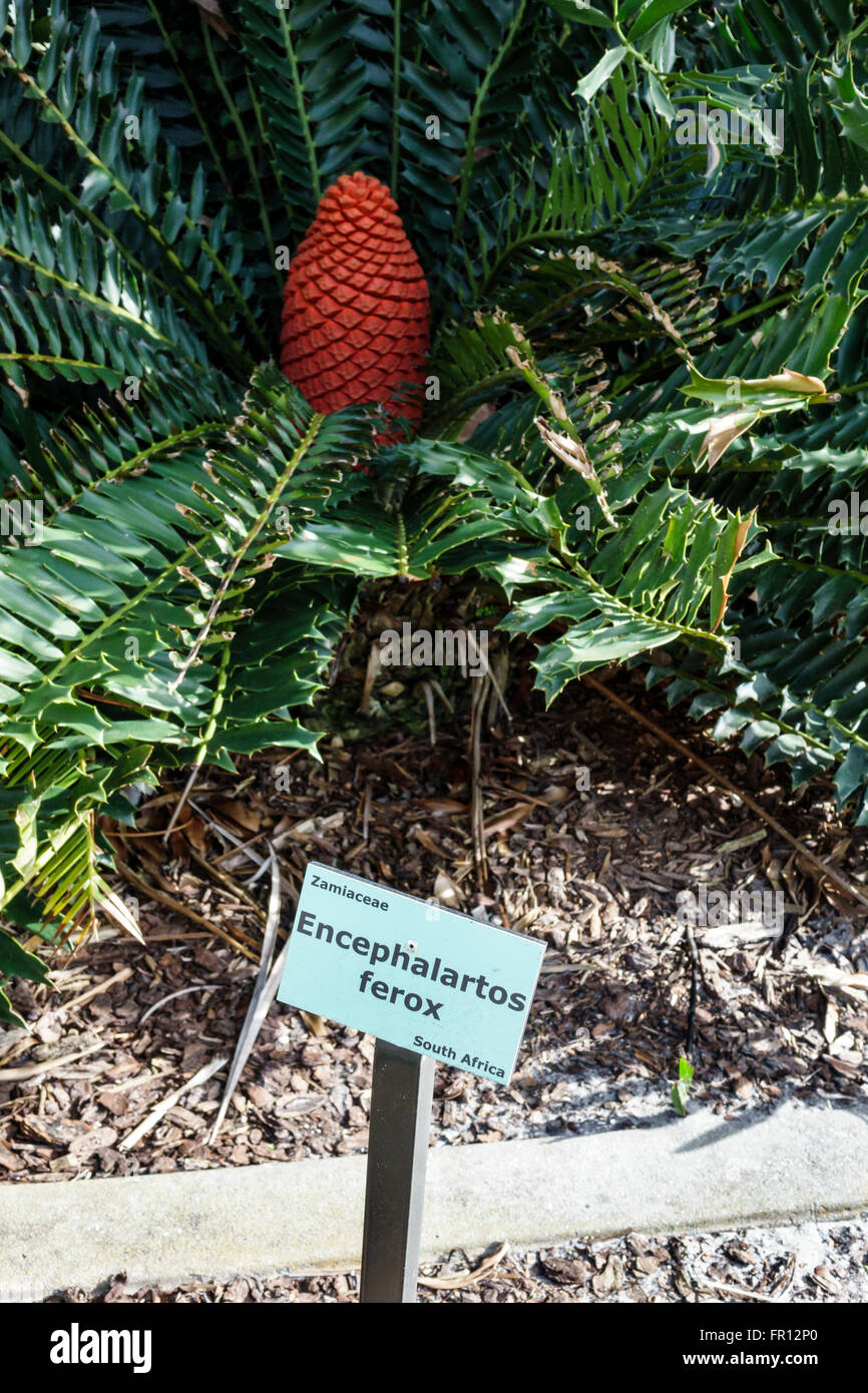 St. Saint Petersburg Florida,Gizella Kopsick Palm Arboretum,Encephalartos ferox,FL160210075 Stock Photo