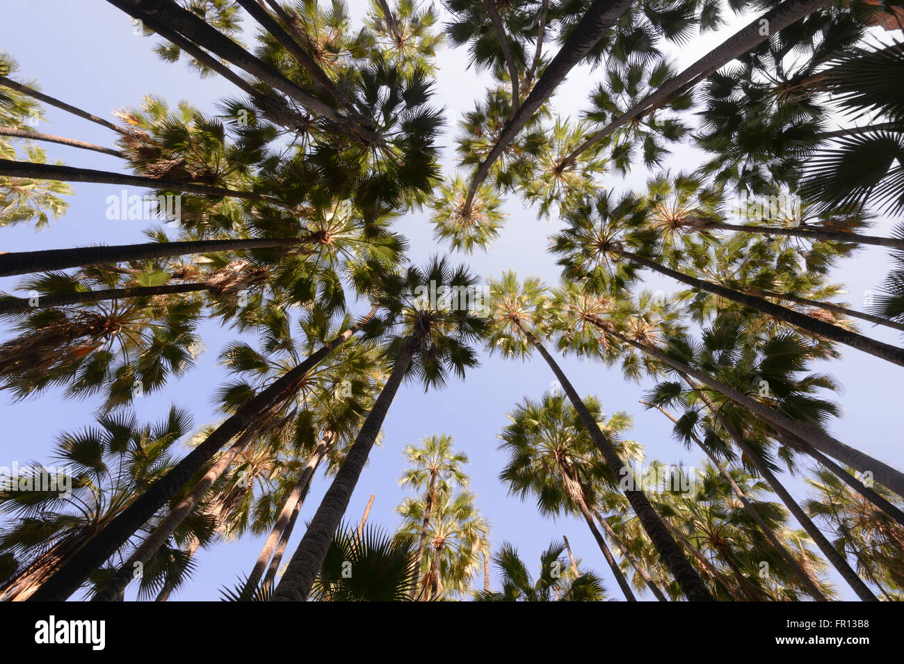 Livistona Palm (Livistona nasmophila), Kimberley Region, Western Australia, WA, Australia Stock Photo