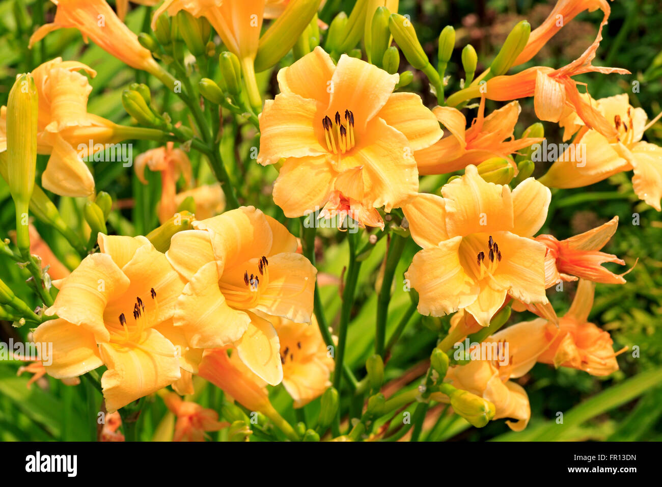 Beautiful orange lily Stock Photo - Alamy