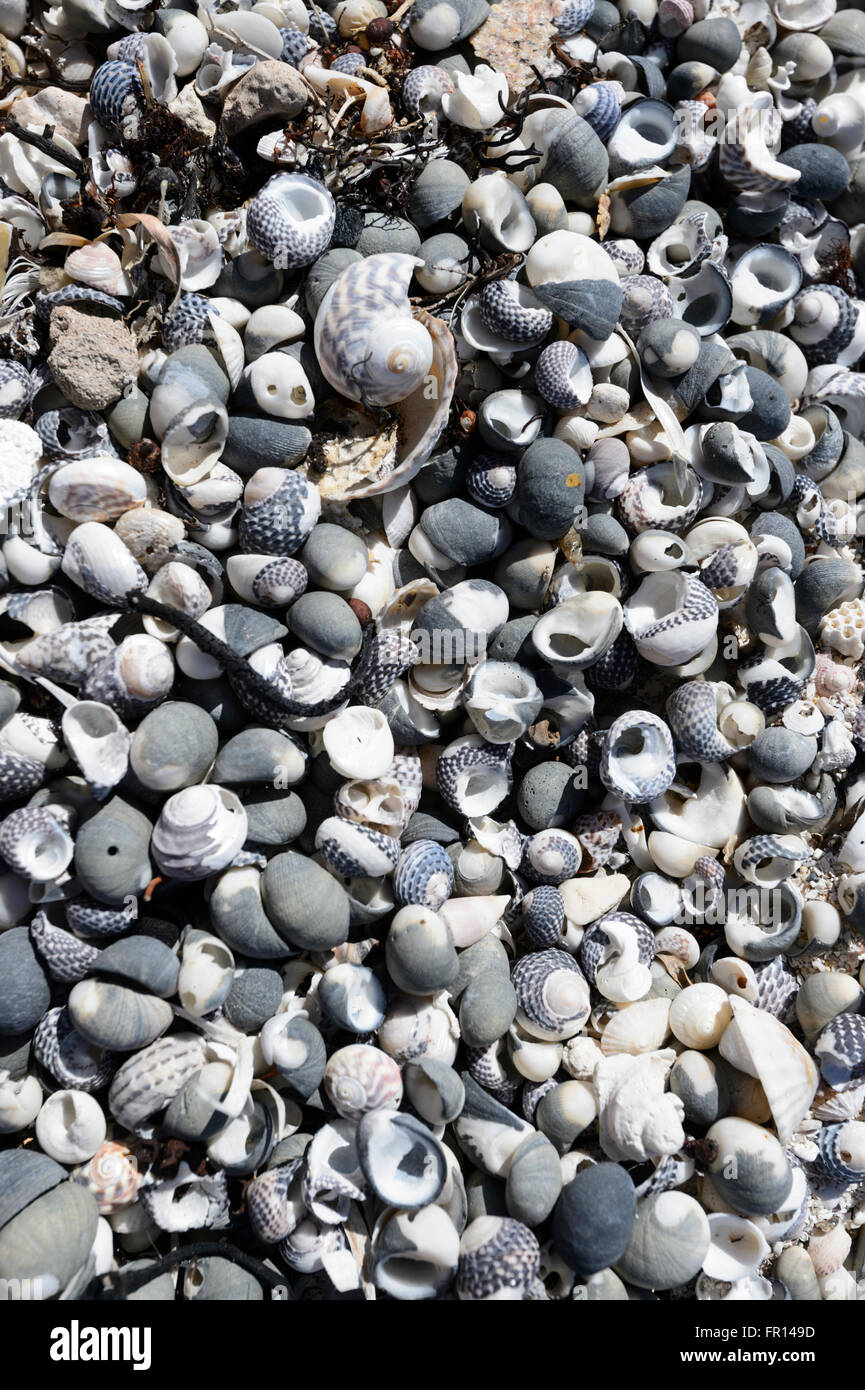 Australian seashells hires stock photography and images Alamy
