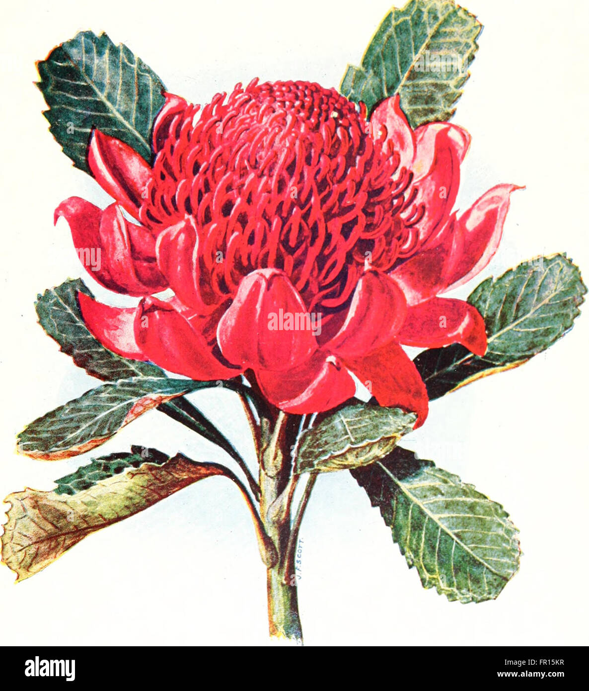 The Australian flora in applied art (1915) Stock Photo