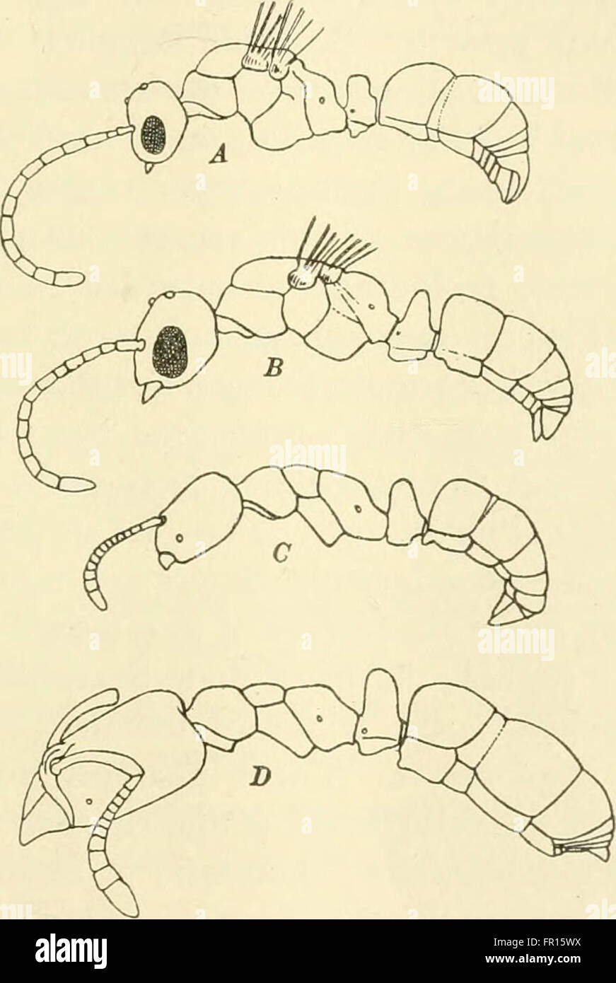 The Journal of experimental zoology (1910 Stock Photo Alamy
