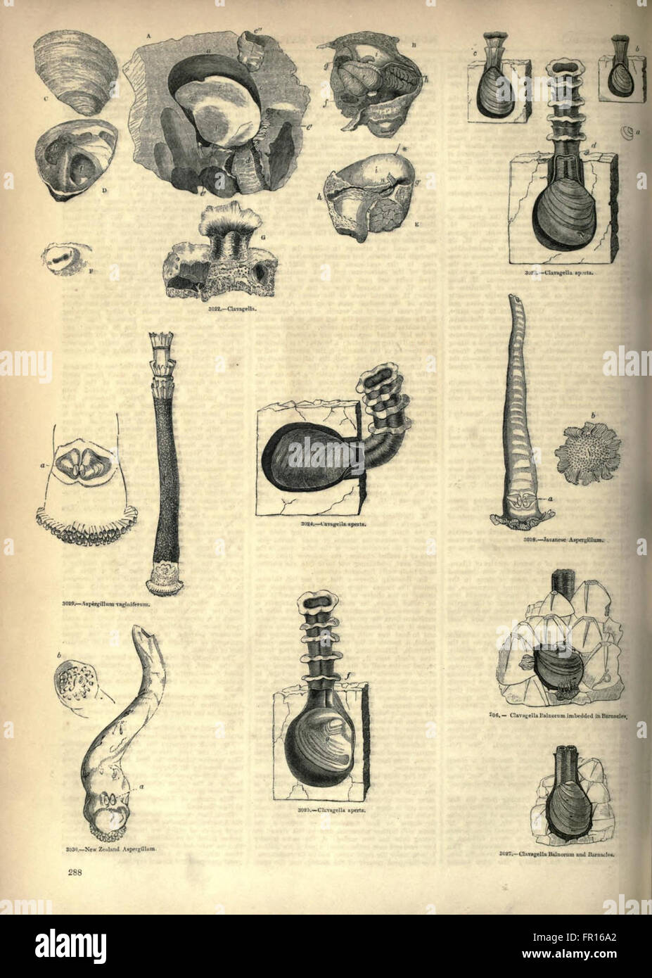 Animated historic font hi-res stock photography and images - Alamy