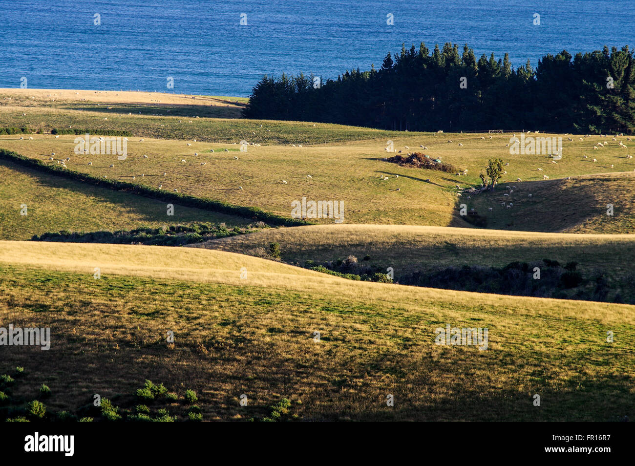 Beautiful countryside around Kuri Bush in Otago province, New Zealand Stock Photo