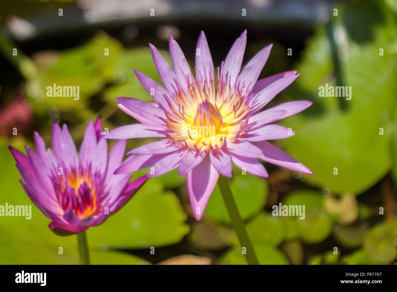 Purple lotus flower opened on a pond with yellow center Stock Photo