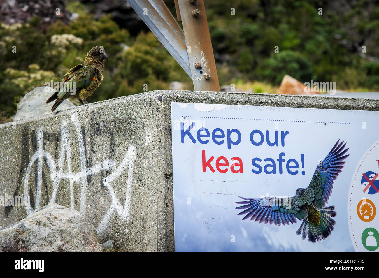 Endemic Kea standing next to a Kea conservation poster - Arthur's Pass, South Island, New Zealand Stock Photo
