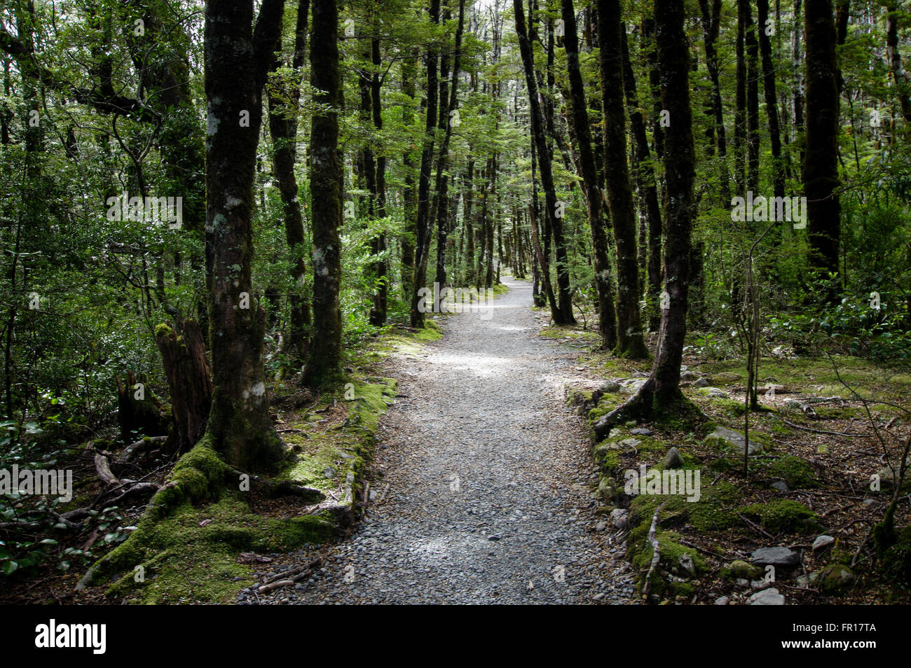 Forest walk in Artur's Pass National Park in New Zealand Stock Photo